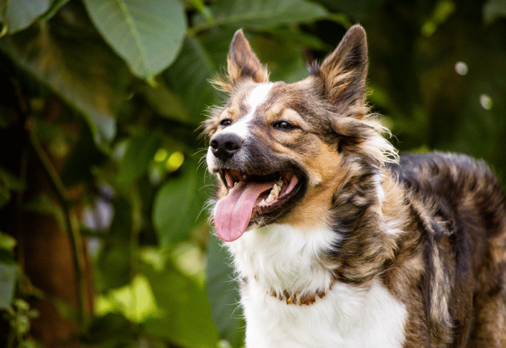 senior dog panting outdoors in warm weather