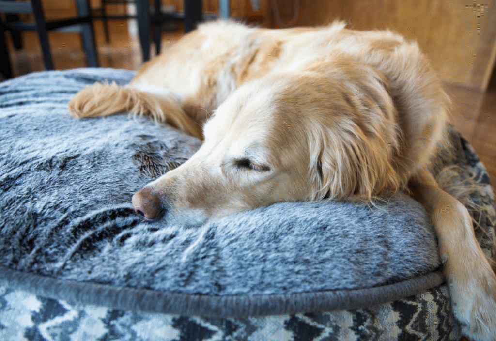 A senior Golden Retriever lying comfortably on a supportive orthopedic dog bed designed for arthritis relief.