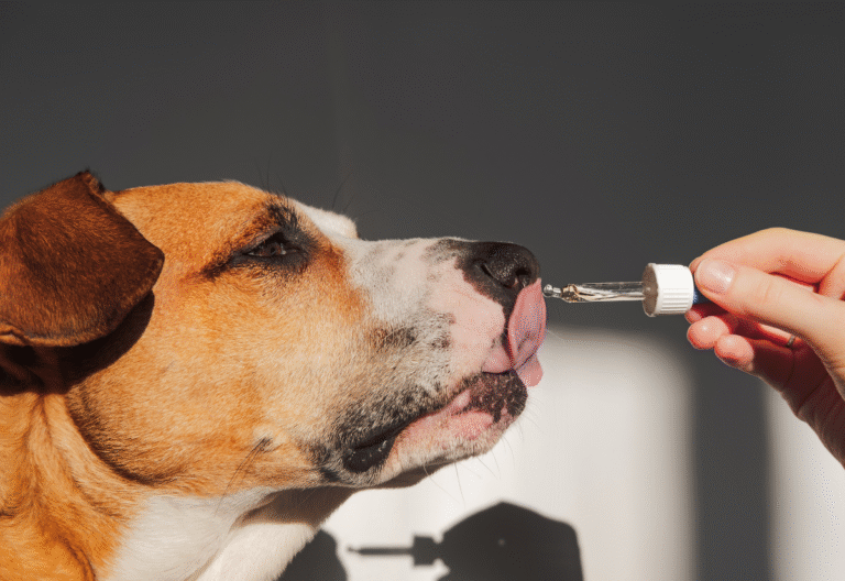 Senior dog licking a liquid joint supplement from a dropper held by a person’s hand