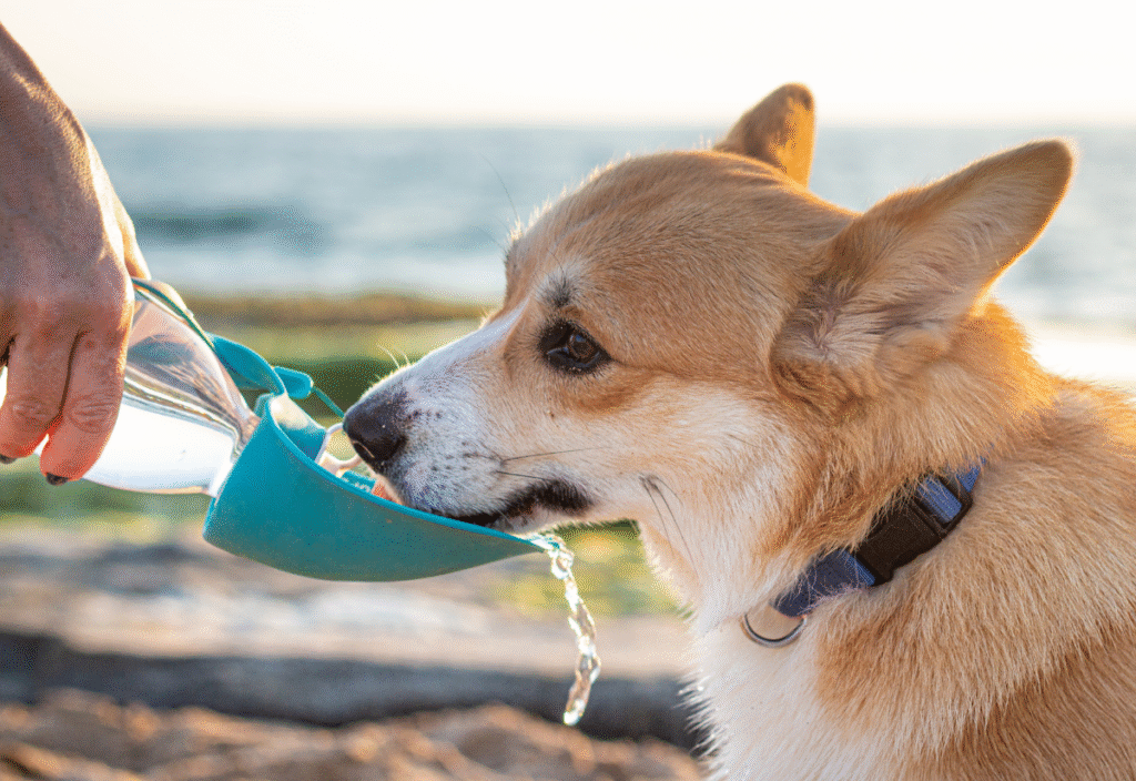 senior dog drinking water to cool down after excessive panting