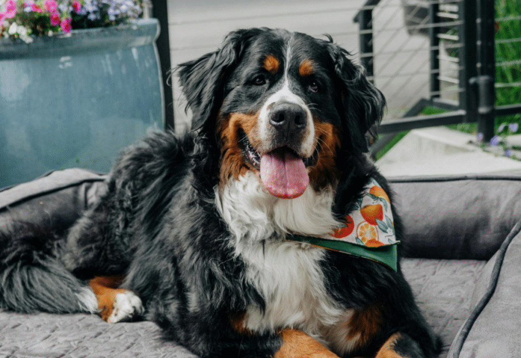 Orthopedic dog bed for arthritis with washable cover