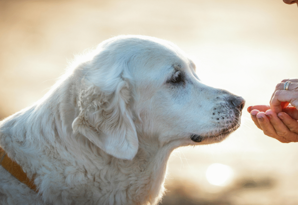 Fresh, balanced meal as part of the best dog food for older dogs with arthritis
