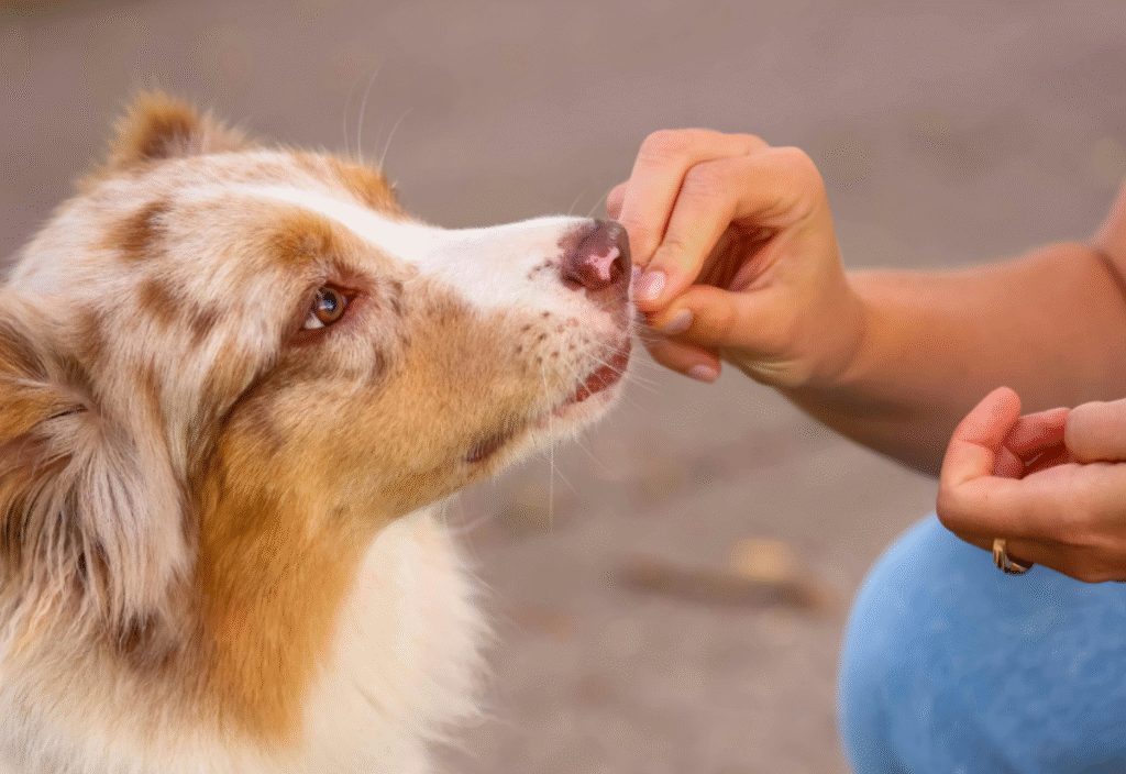 Owner feeding soft homemade dog food for senior dogs with dental issues