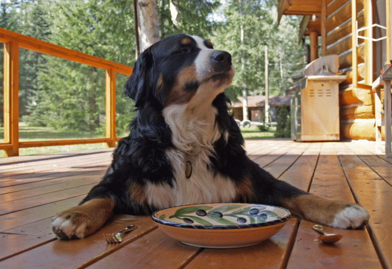Happy senior dog eating the best dog food for senior dogs with arthritis