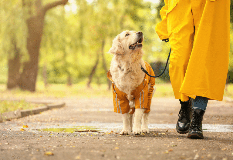 Senior dog care tips for keeping an aging dog happy and healthy outdoors