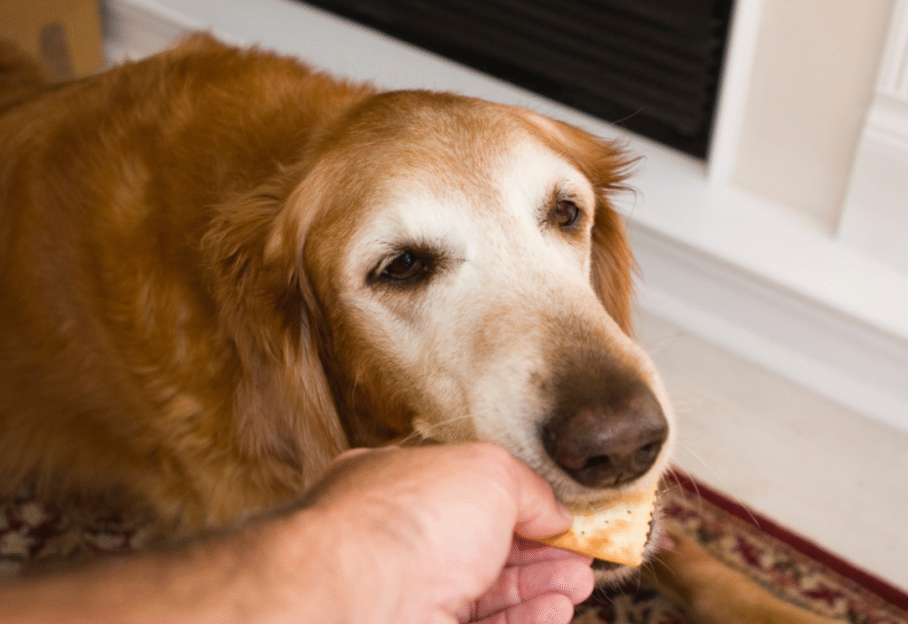 Food and Supplements for Senior Dogs