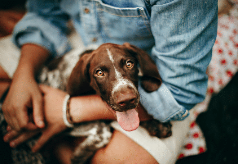 Person gently holding their dog in their lap, offering love and comfort during a dog’s final days at home.