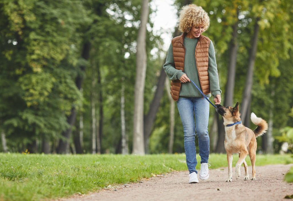 Senior dog enjoying a walk outdoors as part of how to keep an old dog active