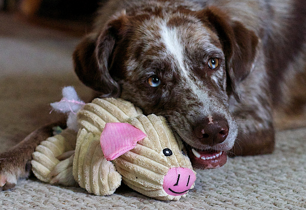 senior brown and white dog lying on a carpet, gently playing with a plush pig toy.