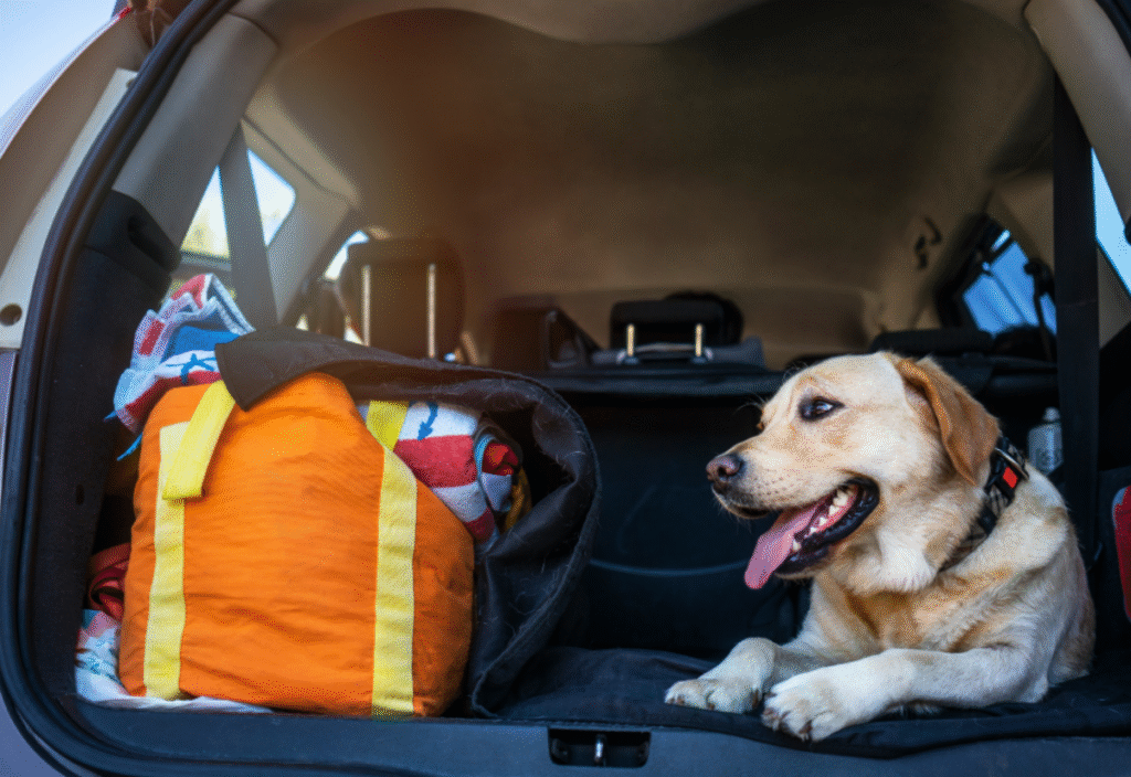 Traveling with a Senior Dog