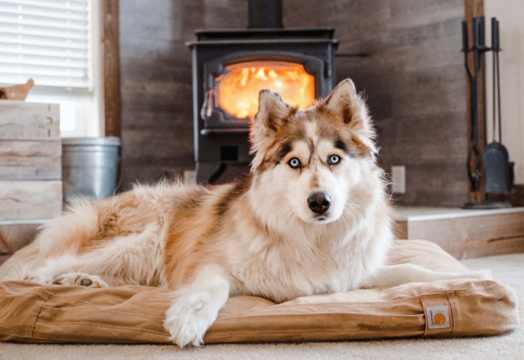 Cozy sleeping spots like orthopedic beds for senior dogs