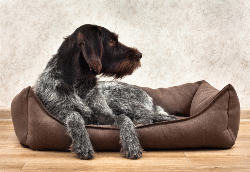 Arthritic senior dog resting on orthopedic bed after physical therapy session