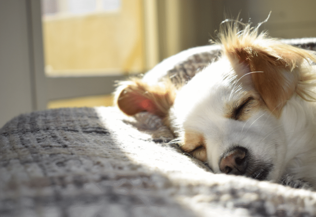 Relaxed senior dog resting at home after taking CBD for senior dogs.