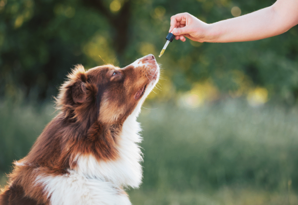 CBD oil dropper for senior dogs with arthritis.