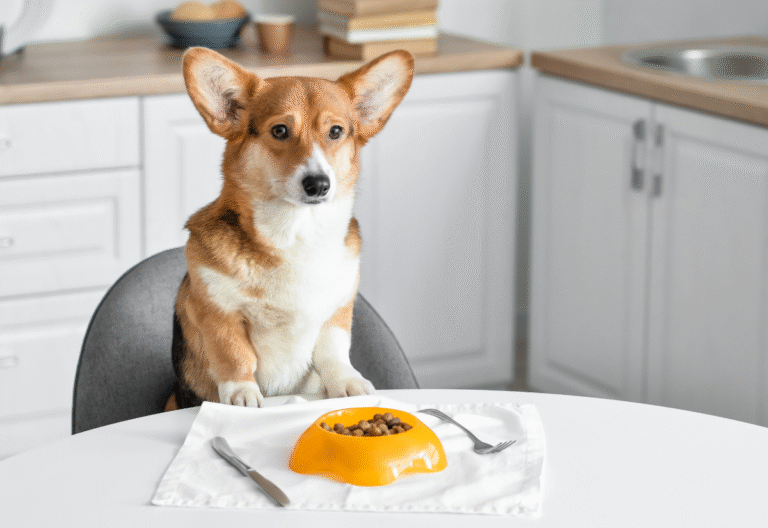 How to Help a Senior Dog Gain Weight