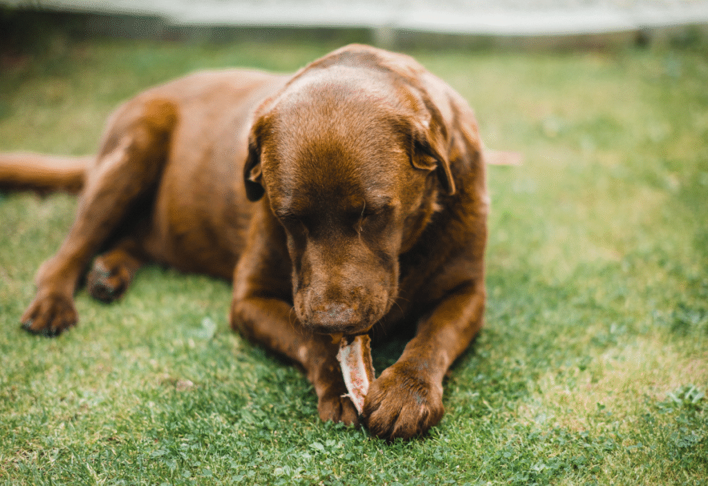 Giant breed senior dog eating healthy food for proper care
