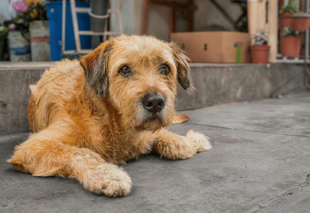 Senior dog outdoors showing quality of life changes