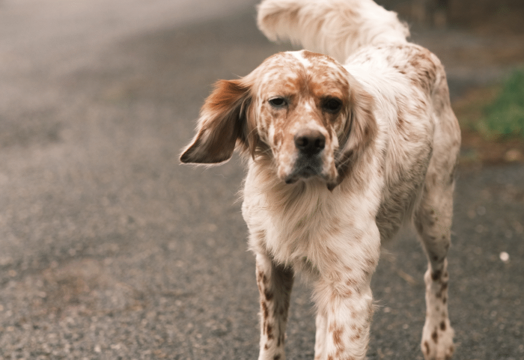 Senior dog showing signs of heart murmurs like fatigue