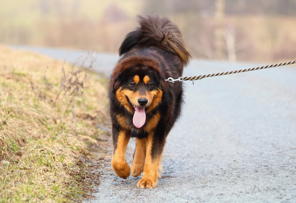 Senior dog with heart murmur enjoying a gentle walk