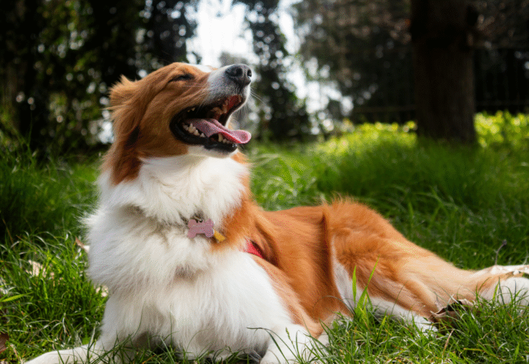 Senior dog with heart murmurs