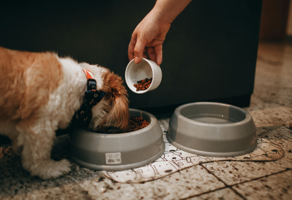 Special Diet for Senior Dogs with Kidney Disease