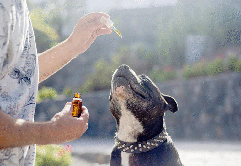 Supplements for Senior Dogs - Supplements for Senior Dogs