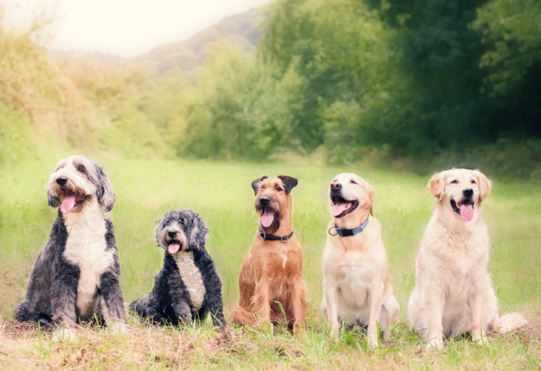 Support Network for Senior Dog Parents