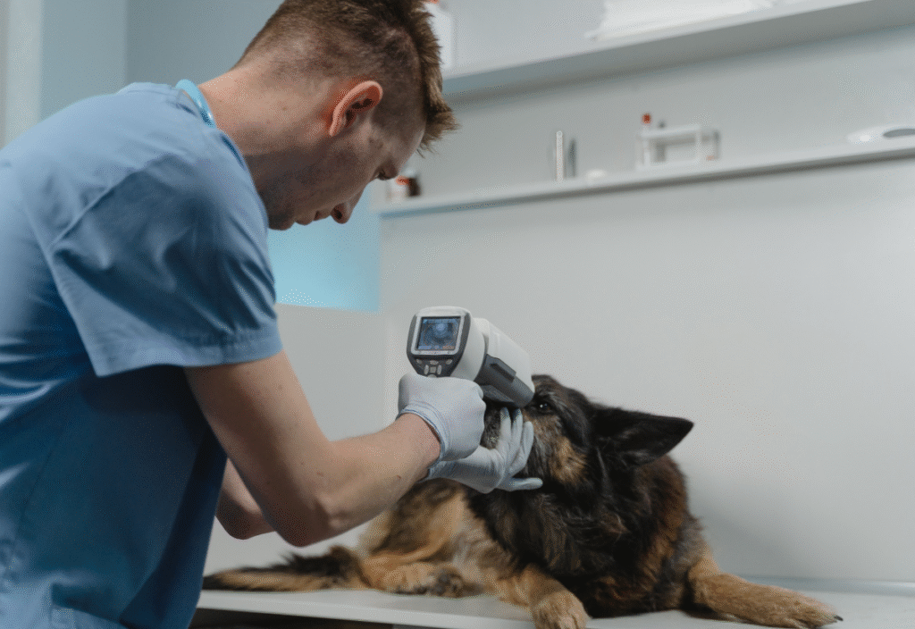 Veterinarian checking senior dog for signs of declining quality of life