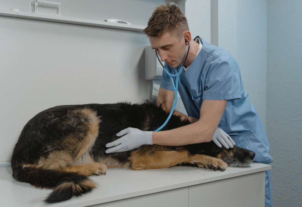 Veterinary Support for Senior Dogs’ Bad Days