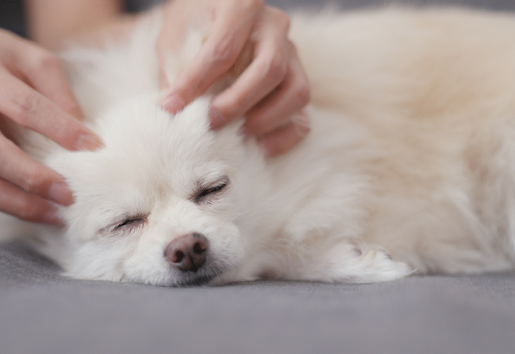 gentle massage strokes to a senior dog