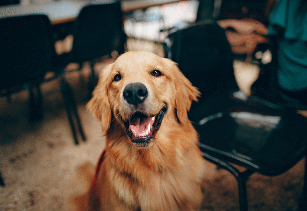 happy giant breed senior dog