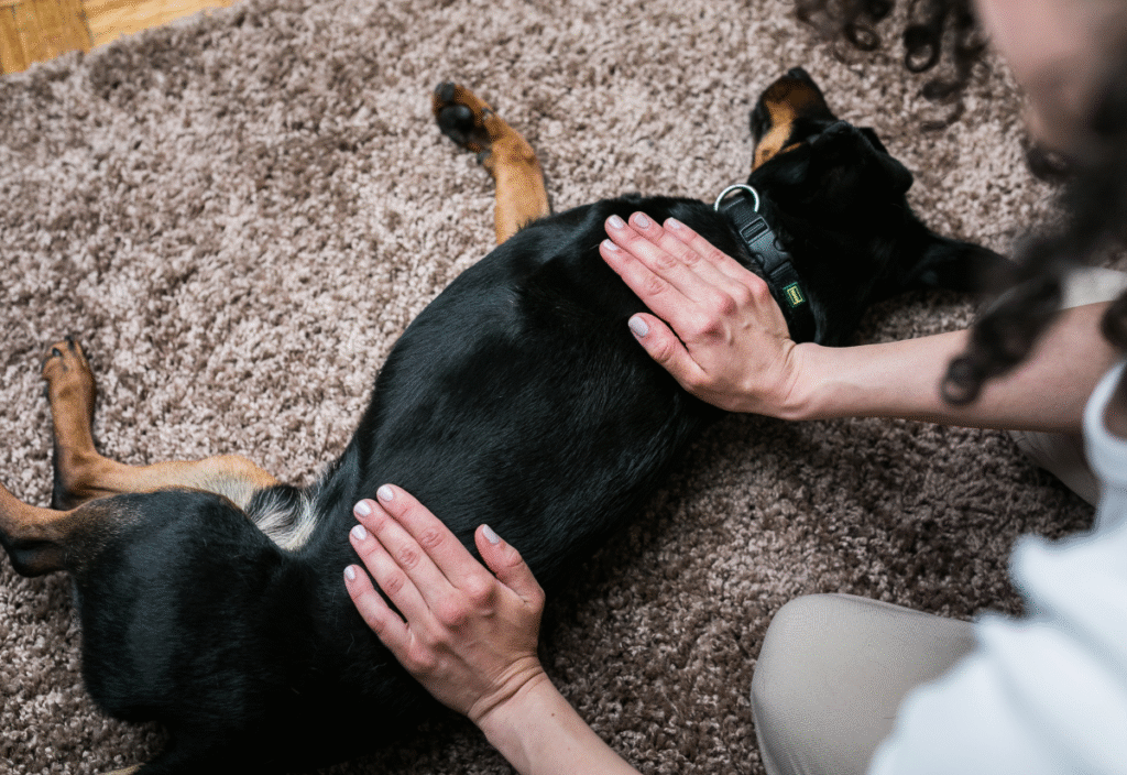 massage strokes to a senior dog