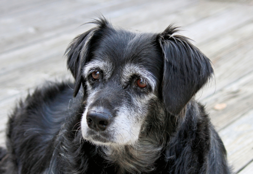 senior blind and deaf dog