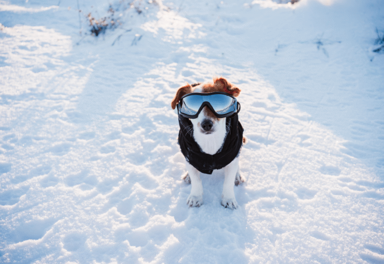 winter care of senior dogs with arthritis