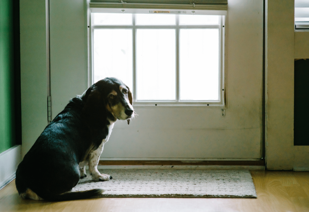 Canine cognitive dysfunction