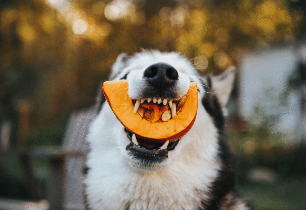 Natural foods that boost a senior dog’s immune system