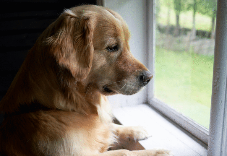 early signs of canine cognitive dysfunction