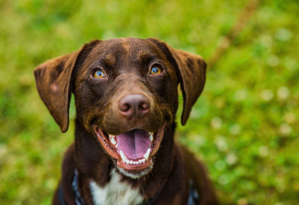 senior dog showing clean teeth