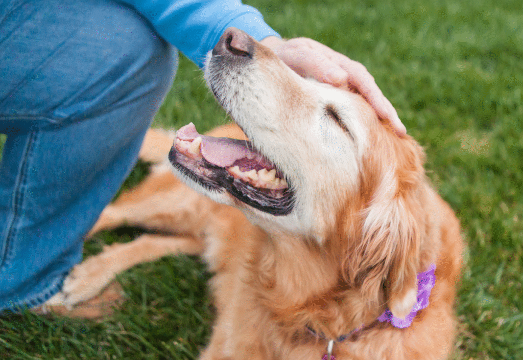 signs your senior dog is in pain