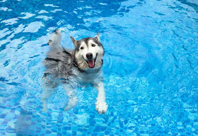 Benefits of Swimming for Senior Dogs