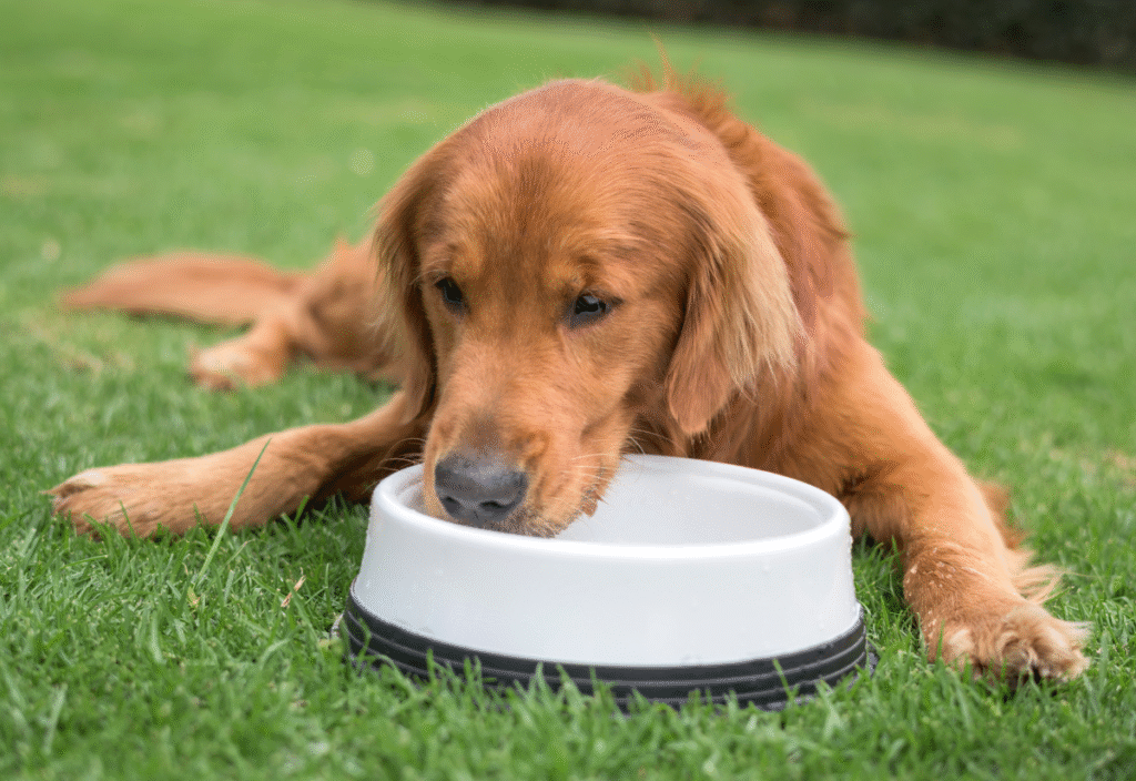 Hydration Tips for Older Dogs