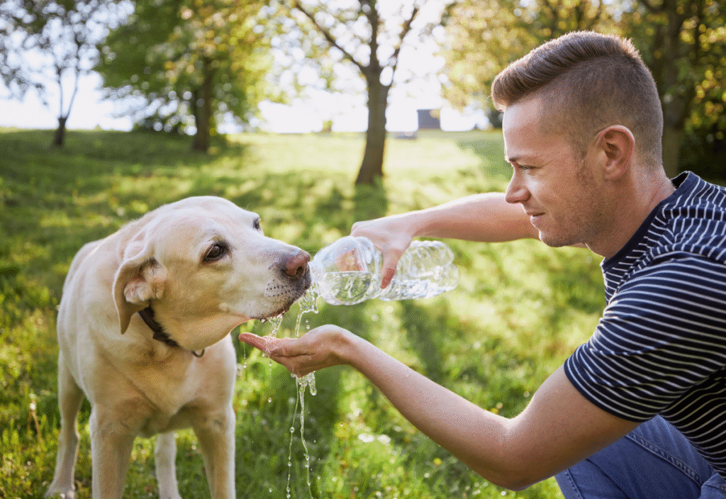 Senior Dogs Drinking Less Water