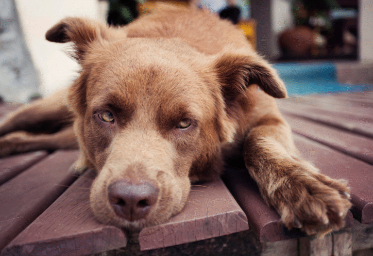 Understanding Vision and Hearing Loss in Senior Dogs