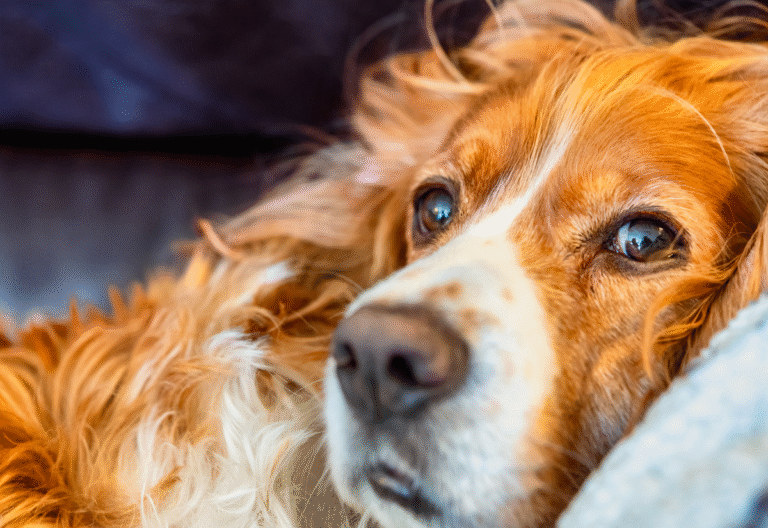 peaceful senior dog resting