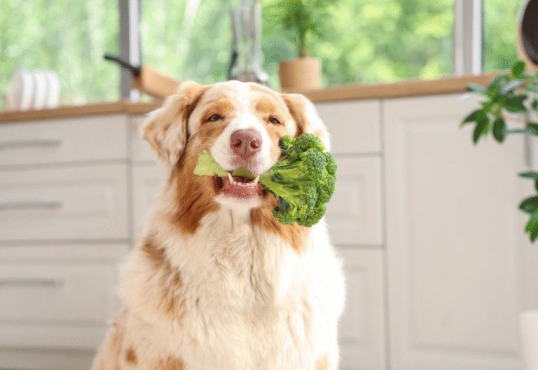 your senior dog needs a diet change