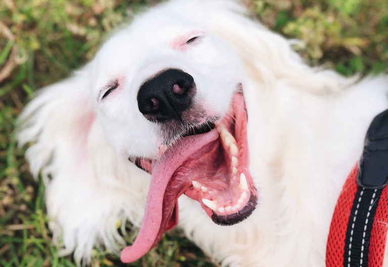 Dental Health Decline in Senior Dogs