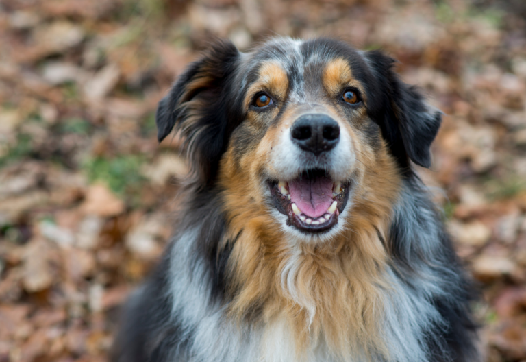 Recognizing Early Signs of Cancer in Senior Dogs
