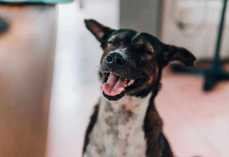 Why Senior Dogs Deserve More Attention